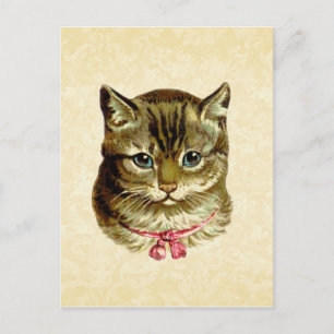 Carte Postale Chat vintage avec chou rose