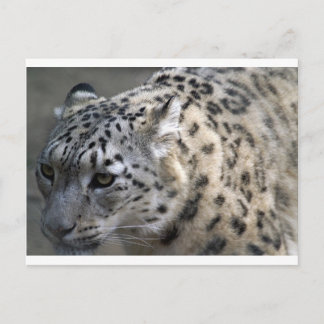 Carte Postale Chat Wild Neige Leopard Spots Destiny Nature