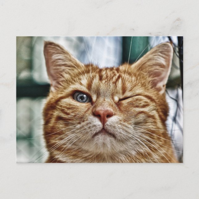 Carte Postale Chat Winky Funny (Devant)