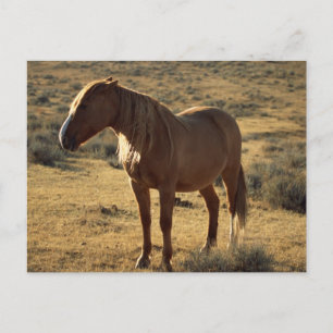 Carte Postale Châtaigne