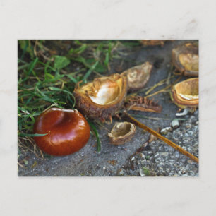 Carte Postale Châtaigne (Conker) : L'automne est ici