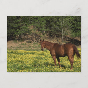 Carte Postale Châtaigne en Fleurs Jaunes