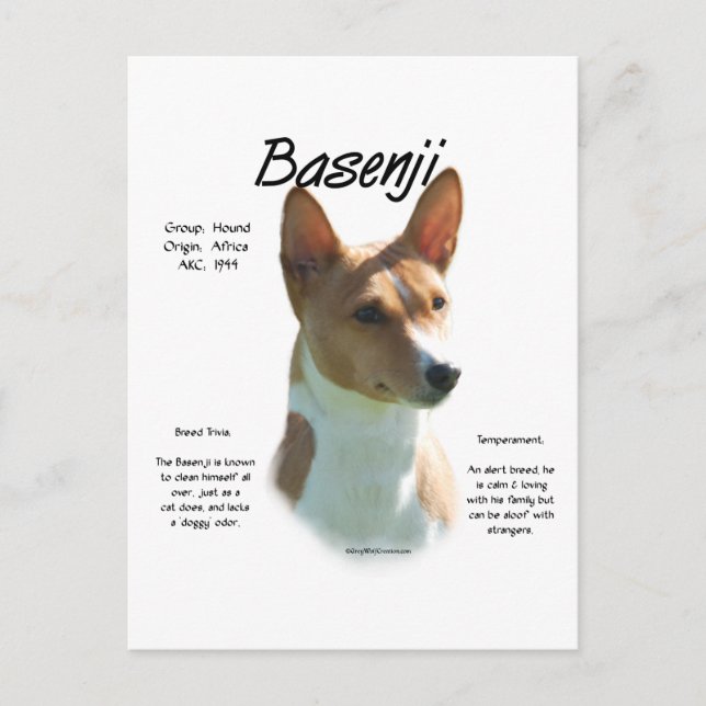 Carte Postale Châtaigner Basenji Histoire Design Tout sur Basenj (Devant)