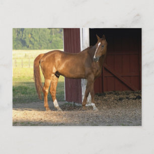 Carte Postale Châtaignier