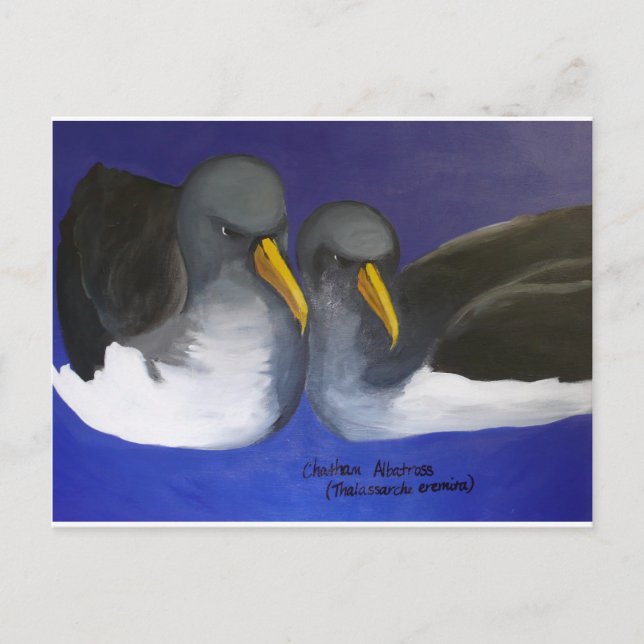 Carte Postale Chatham Albatross (Thalassarche eremita) (Devant)