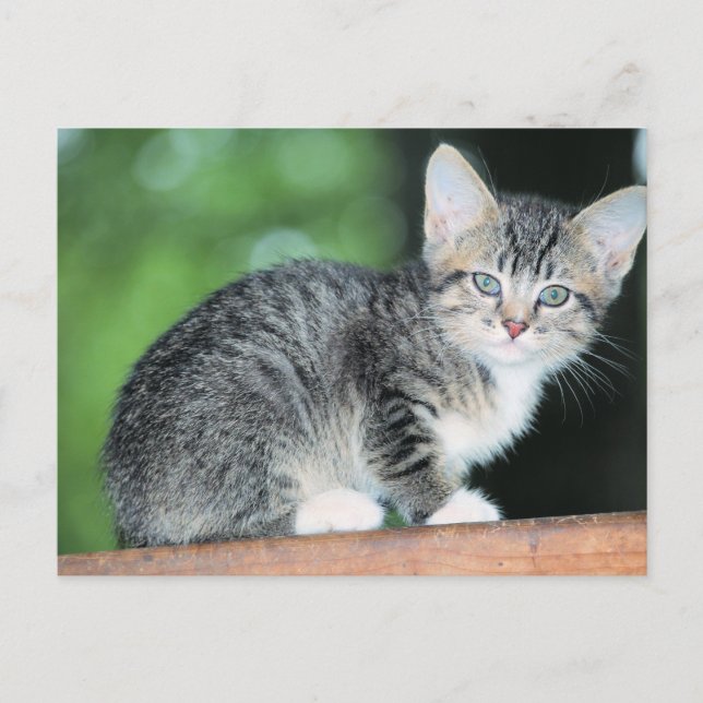 Carte Postale Chaton (Devant)