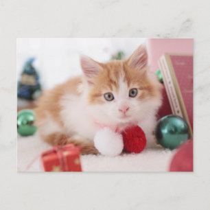 Carte Postale Chaton