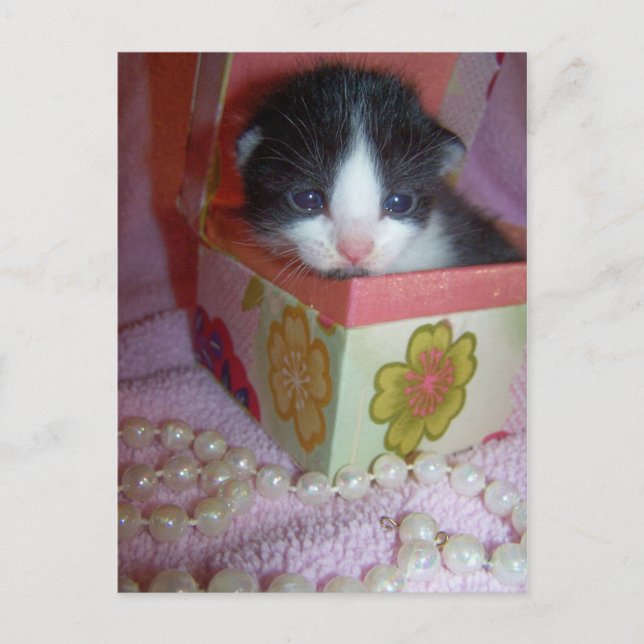 Carte Postale chaton 2 semaines (Devant)