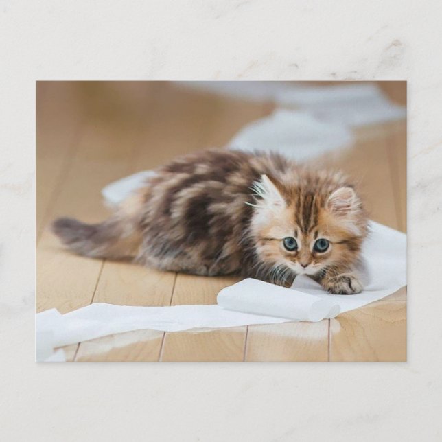 Carte Postale chaton à rouleaux de papier (Devant)
