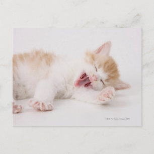 Carte Postale Chaton bâillant sur fond blanc.