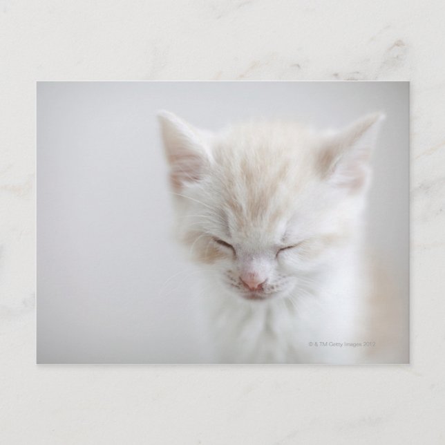 Carte Postale Chaton blanc dormant (Devant)