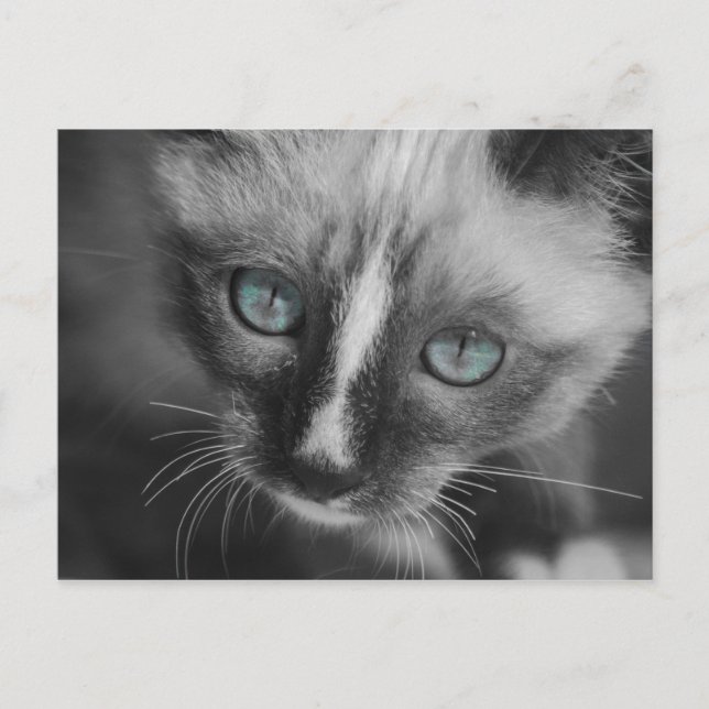 Carte Postale Chaton blanc doux aux yeux bleus (Devant)