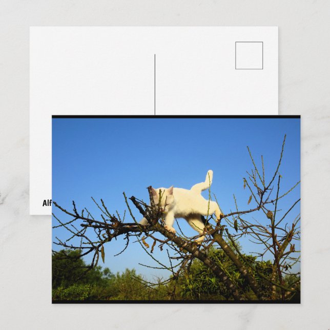 Carte Postale Chaton blanc maladroit dans l'amandier (Devant / Derrière)