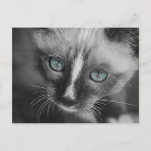 Carte Postale Chaton blanc sucré aux yeux bleus