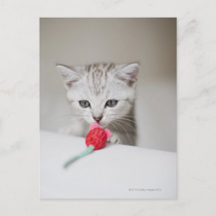 Carte Postale chaton british shorthair sentant une souris jouet