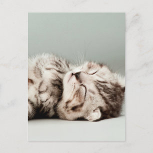 Carte Postale chaton, chat, chatte à tabby mignonne, chats migno