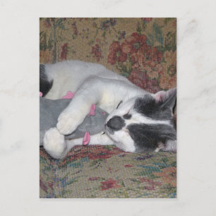 Carte Postale Chaton couchant