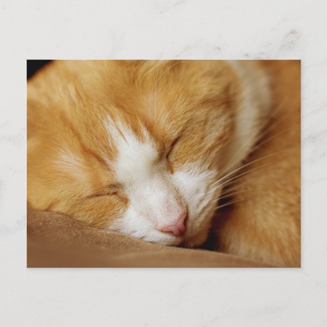 Carte Postale Chaton couchant (Devant)