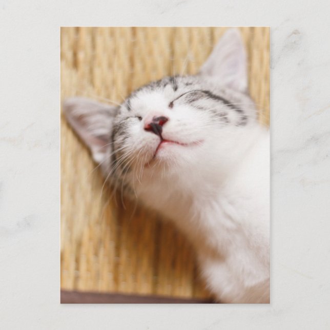 Carte Postale Chaton couchant (Devant)