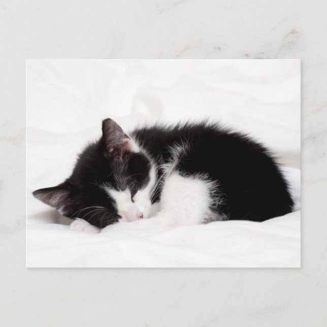 Carte Postale Chaton couchant (Devant)