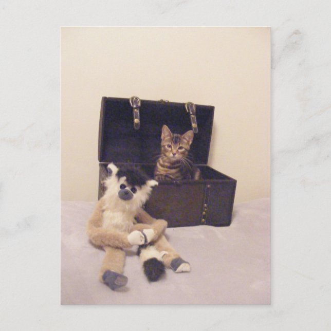 Carte Postale chaton dans le coffre (Devant)