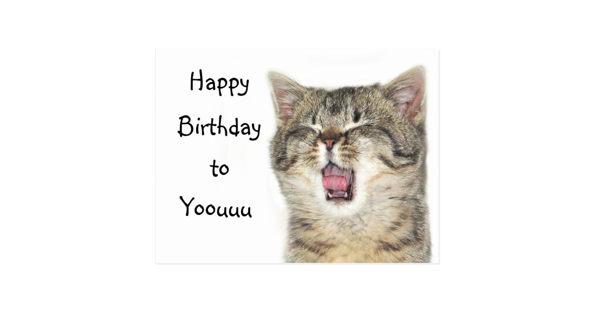 Carte Postale Chaton De Joyeux Anniversaire Zazzle Fr