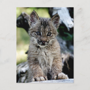 Carte Postale Chaton de Lynx de Canadien