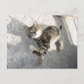 Carte postale chaton détendue et étirée