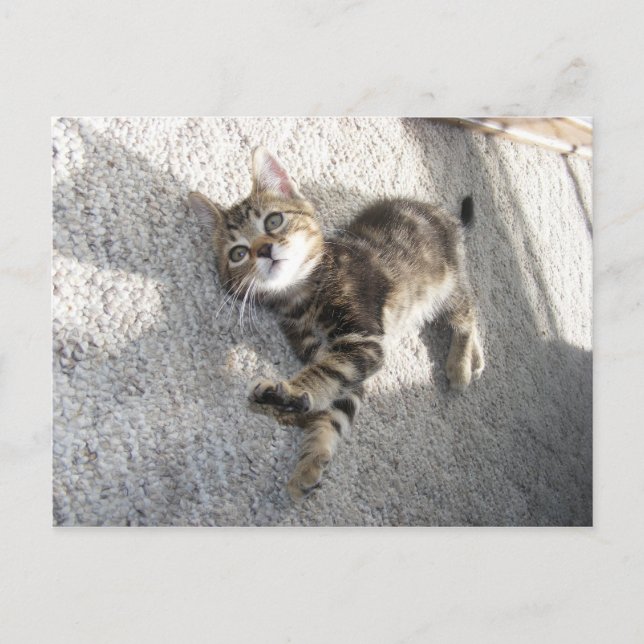 Carte postale chaton détendue et étirée (Devant)