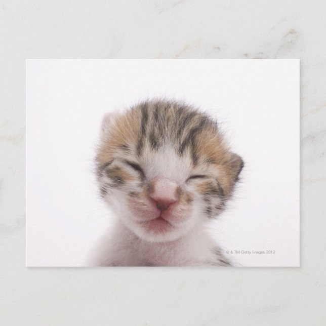 Carte Postale Chaton dormant (Devant)