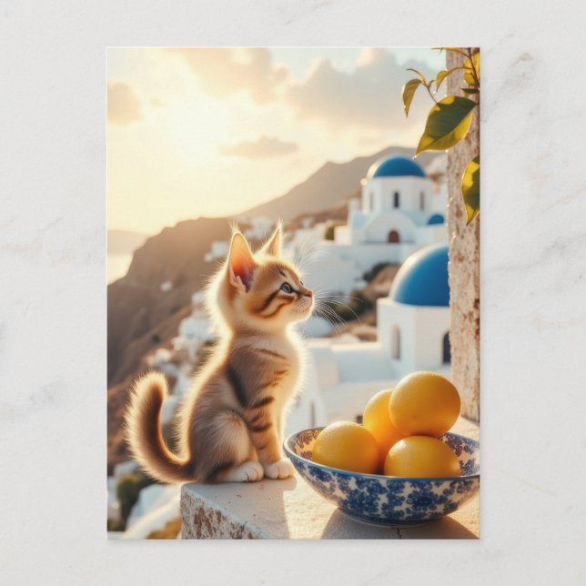 Carte Postale chaton en Italie (Devant)