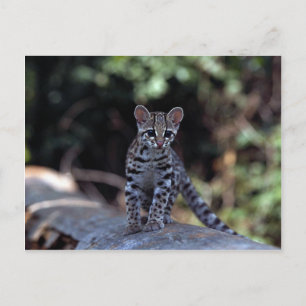 Carte Postale Chaton Margay (Felis wiedi) dans l'arbre