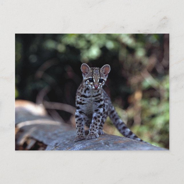 Carte Postale Chaton Margay (Felis wiedi) dans l'arbre (Devant)