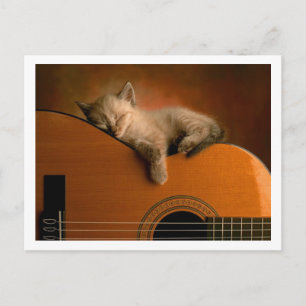 Carte Postale chaton mignon