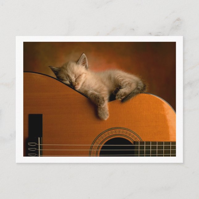 Carte Postale chaton mignon (Devant)