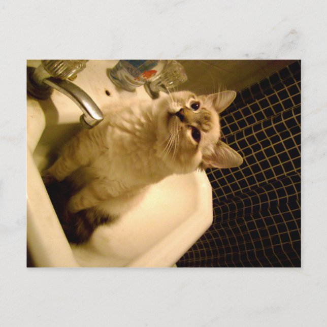 Carte Postale chaton mixte siamois (Devant)