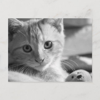 Carte Postale Chaton monocolore