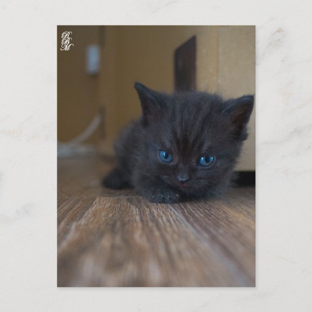 Carte Postale Chaton noir (Devant)
