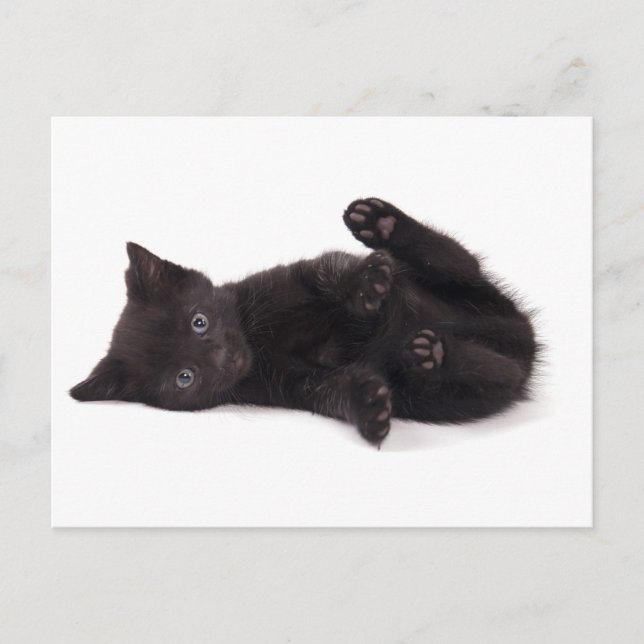 Carte Postale chaton noir (Devant)