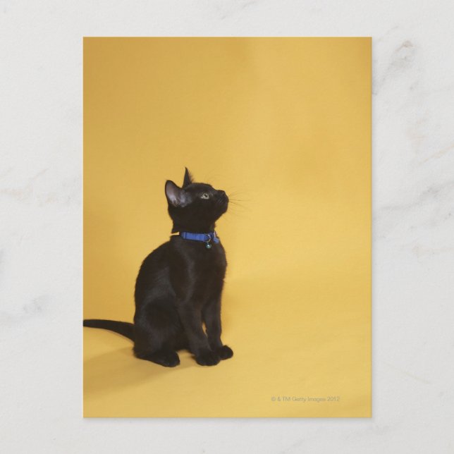 Carte Postale Chaton noir en col (Devant)