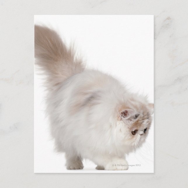 Carte Postale Chaton persan (3 mois) (Devant)