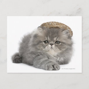 Carte Postale Chaton perse (2 mois) en paille