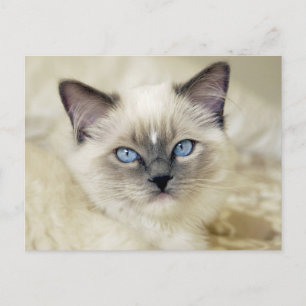 Carte Postale Chaton Ragdoll