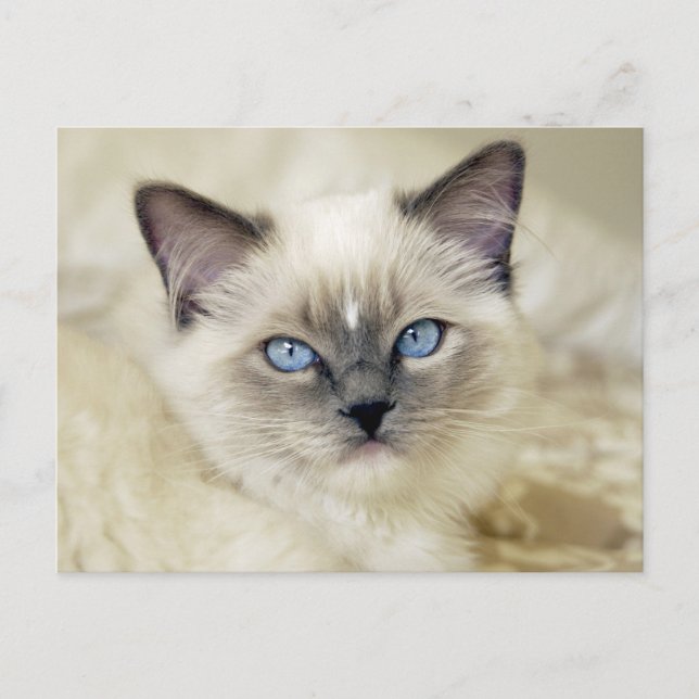 Carte Postale chaton ragdoll (Devant)