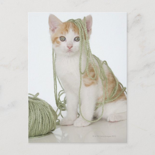 Carte Postale Chaton recouvert de fil (Devant)