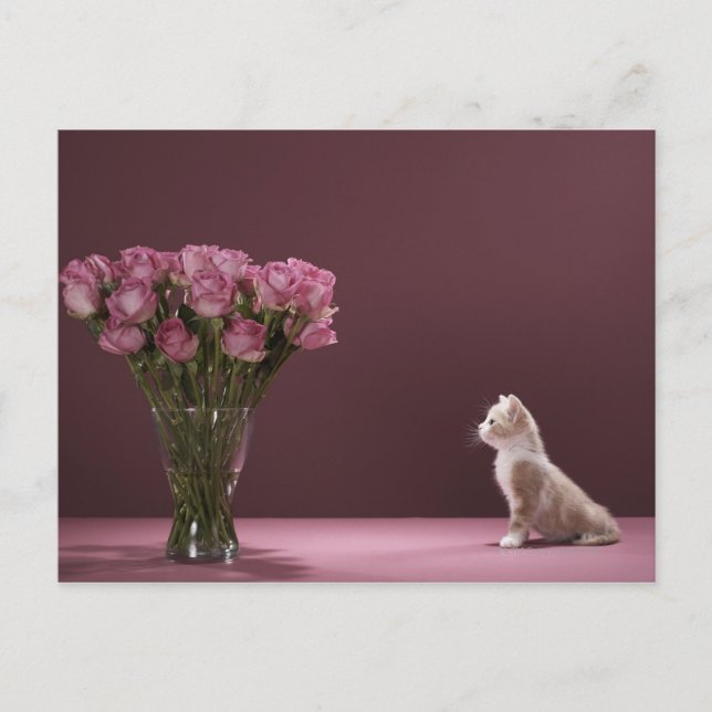 Carte Postale Chaton regardant un vase de roses (Devant)