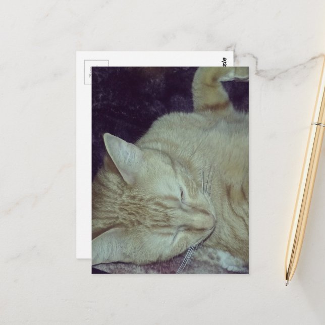Carte Postale chaton roux adorable au lit (Devant/Arrière en situation)