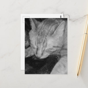 Carte Postale chaton roux adorable au lit en noir et blanc