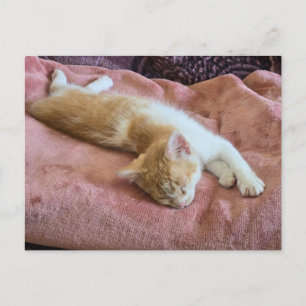 Carte Postale Chaton roux endormi