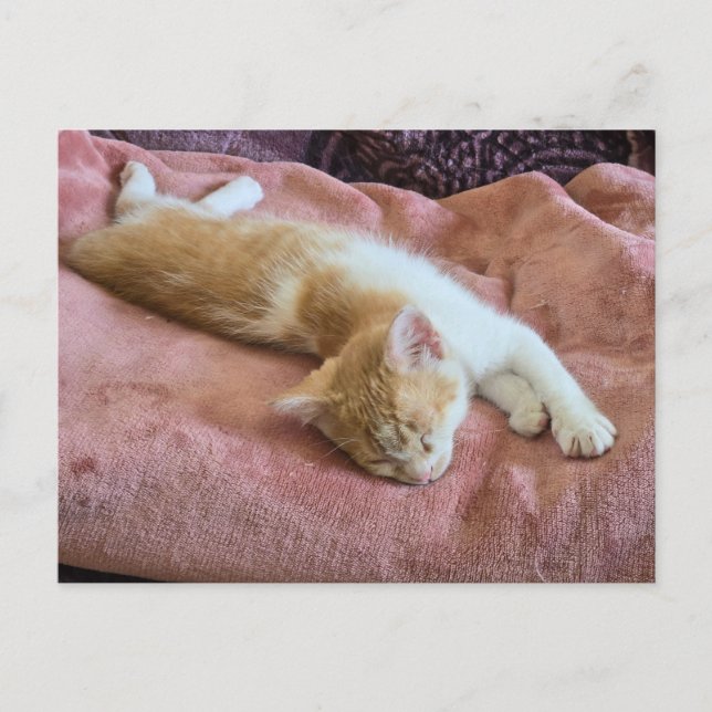 Carte Postale Chaton roux endormi (Devant)